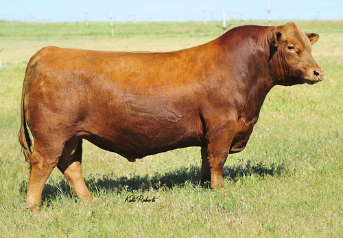 29AR0262
